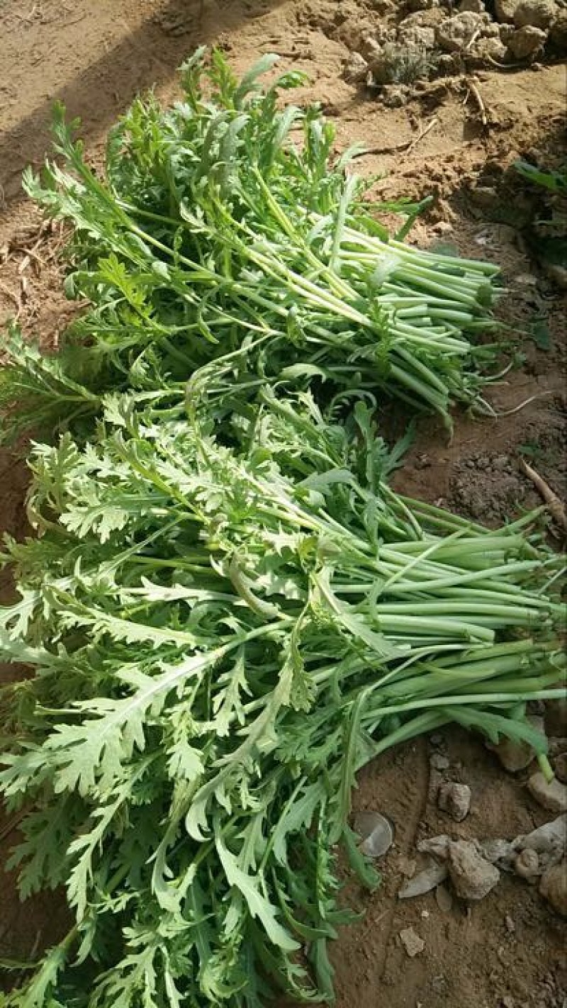 茼蒿25~30cm