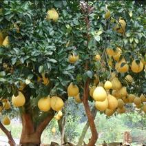 沙田柚1.8斤以上，老树柚子新鲜容县产地直发大量供应