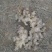大黄姜5两以上带土