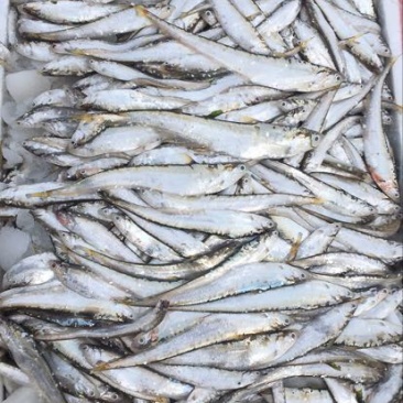 毛刀鱼食用冰鲜鱼