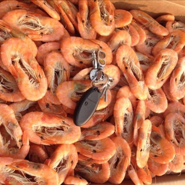 南美白对虾食用冰鲜虾
