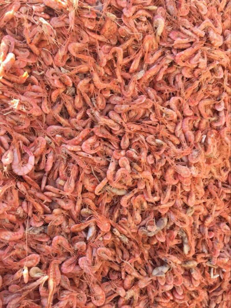 南美白对虾食用冰鲜虾