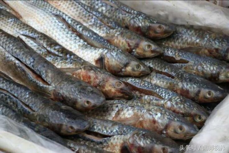 南美白对虾食用冰鲜虾