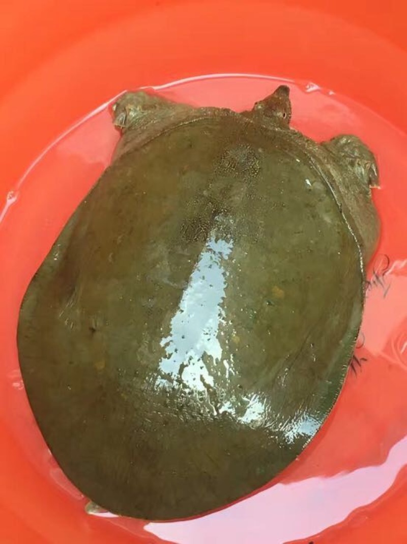 黄沙鳖2.5~3斤