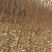 桃树苗映霜红冬桃蟠桃秋彤黄桃春雪油桃突围毛桃油四