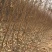 桃树苗映霜红冬桃蟠桃秋彤黄桃春雪油桃突围毛桃油四