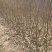 桃树苗映霜红冬桃蟠桃秋彤黄桃春雪油桃突围毛桃油四