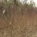桃树苗映霜红冬桃蟠桃秋彤黄桃春雪油桃突围毛桃油四