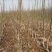 核桃苗50~100cm1~2年