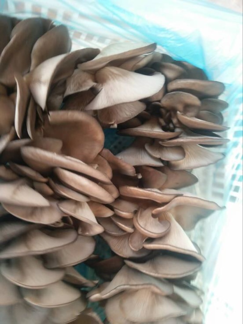 小黑平菇5~7cm黑色厚