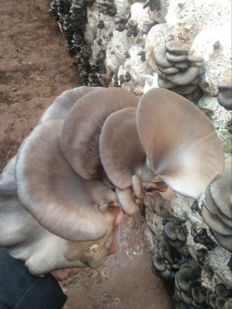 小黑平菇5~7cm黑色厚