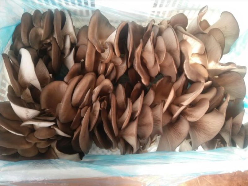 小黑平菇5~7cm黑色厚