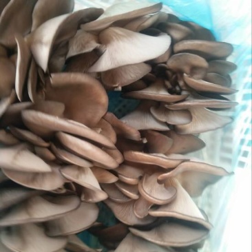 小黑平菇5~7cm黑色厚