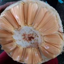 菠萝蜜5~10公斤