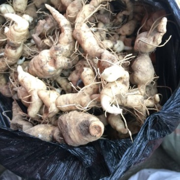 黄精姜型号