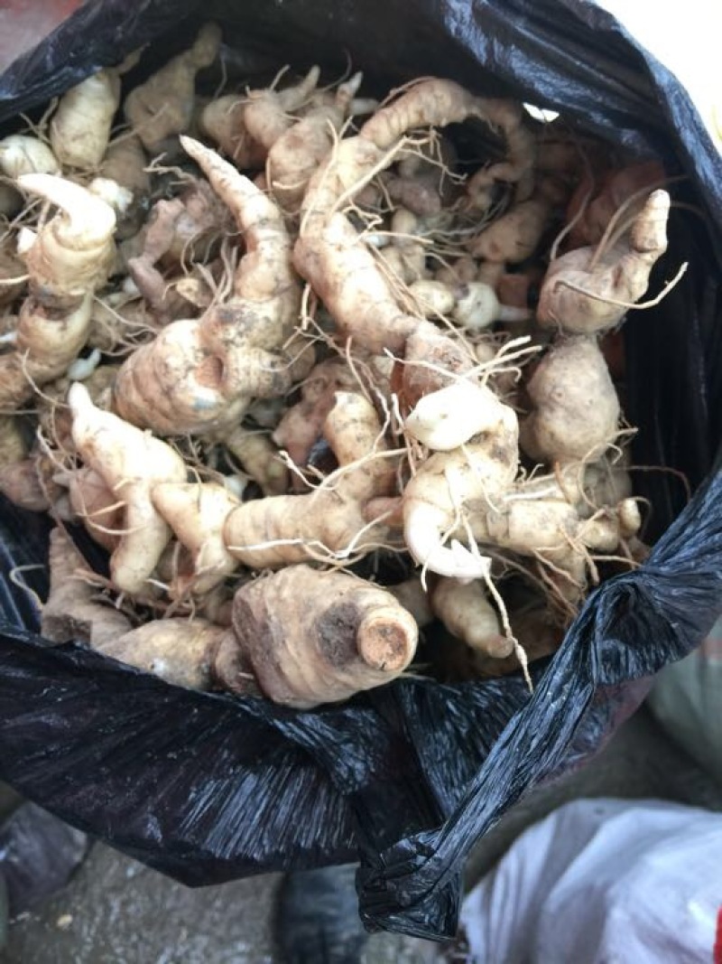 黄精姜型号