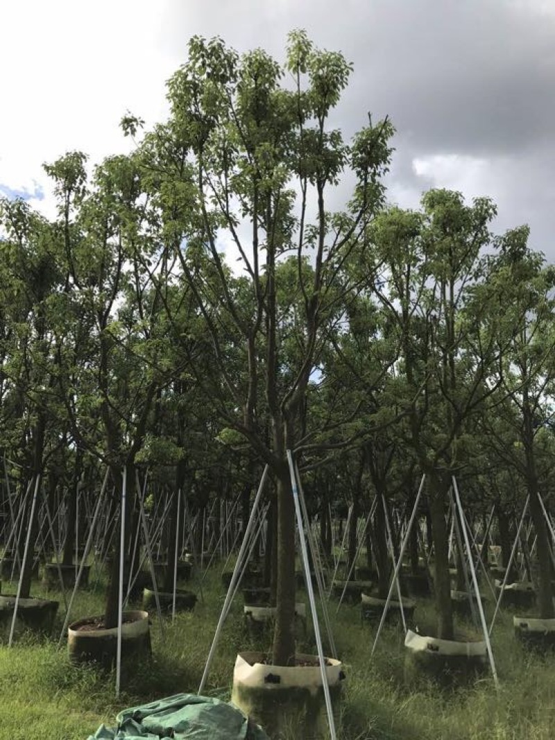 香樟移植香樟