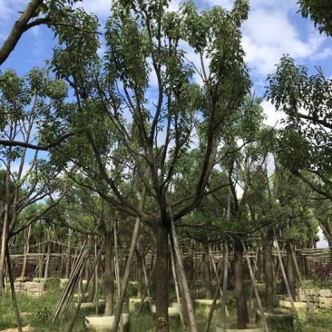 香樟移植香樟