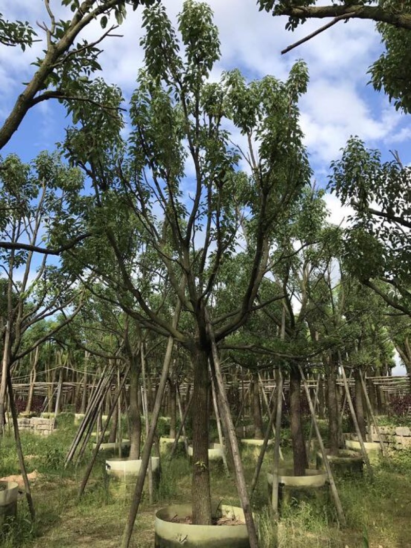 香樟移植香樟
