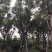 香樟移植香樟