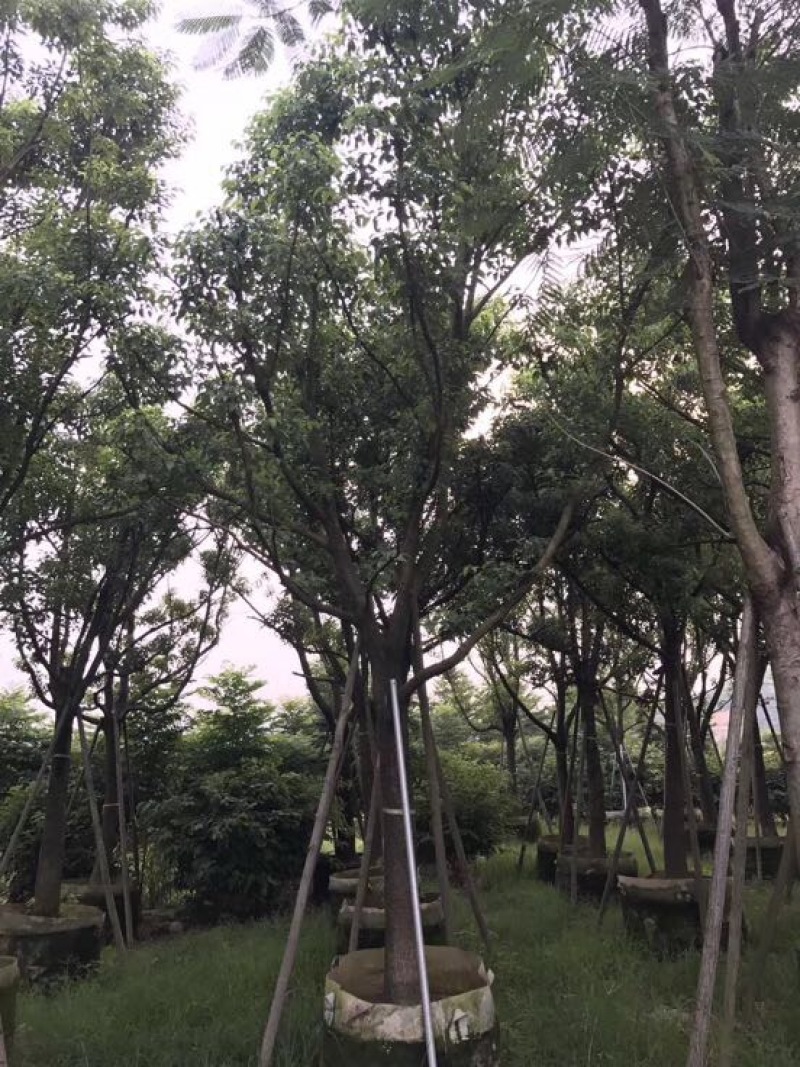 香樟移植香樟
