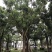香樟移植香樟