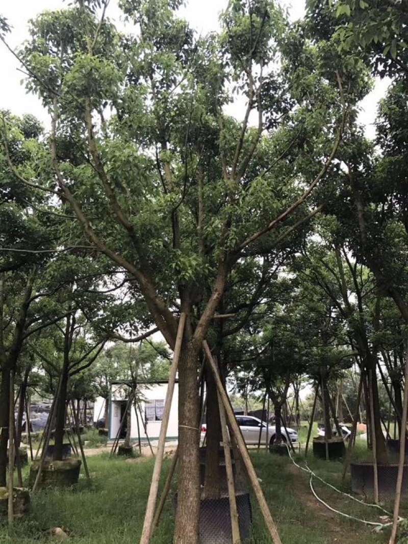香樟移植香樟