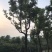 香樟移植香樟