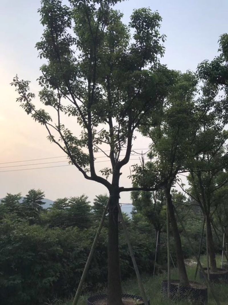 香樟移植香樟