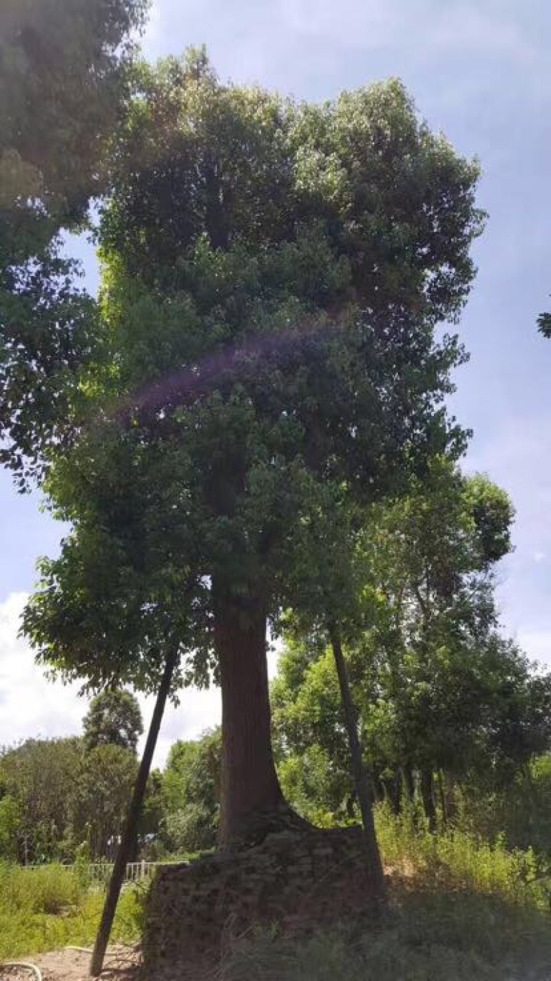 香樟移植香樟