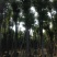 香樟移植香樟