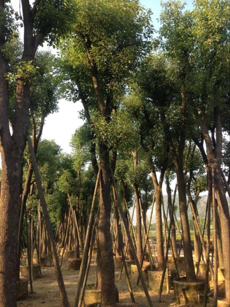 香樟移植香樟