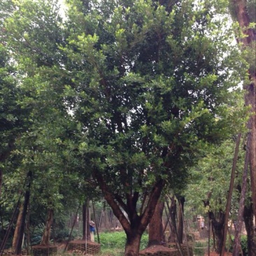 小叶榕，东方之珠