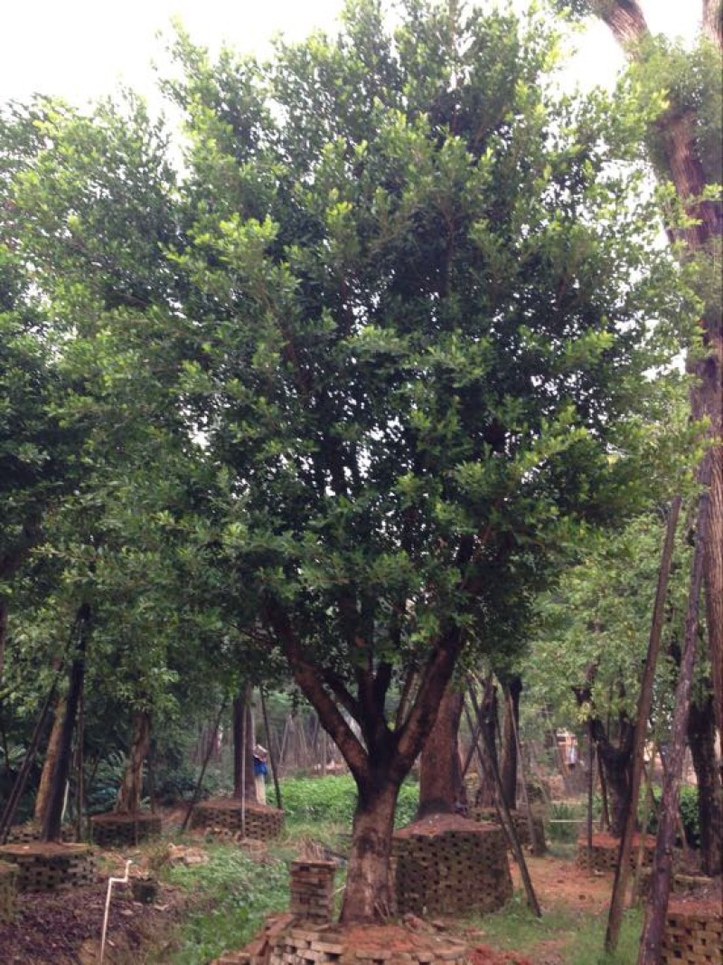 小叶榕，东方之珠