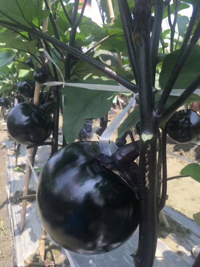 茄子苗圆茄苗，765烧烤茄等各类嫁接茄子苗