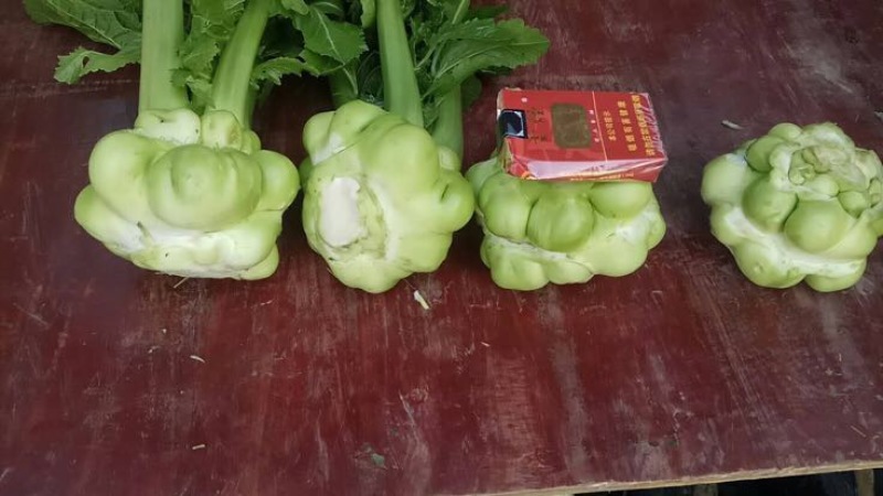 榨菜5两以上