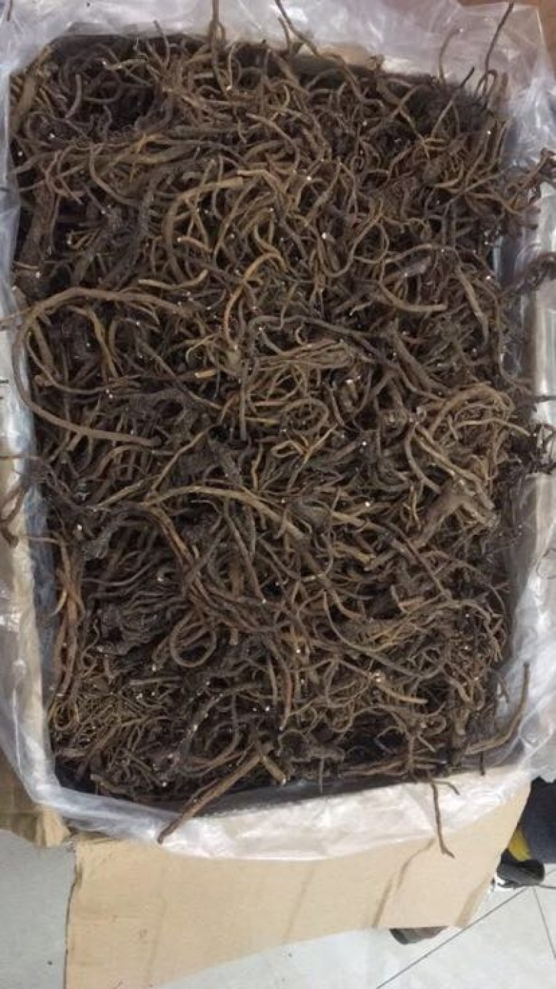 蒲公英根