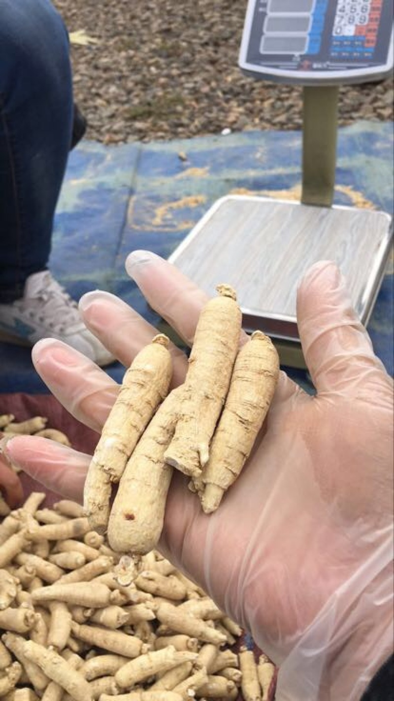 西洋参选货