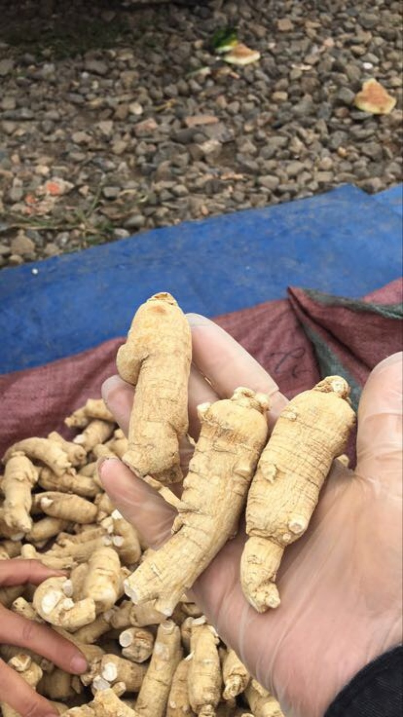 西洋参选货
