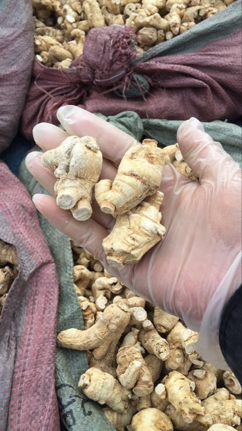 西洋参选货