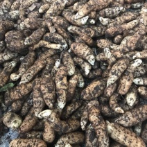 野生天麻特级