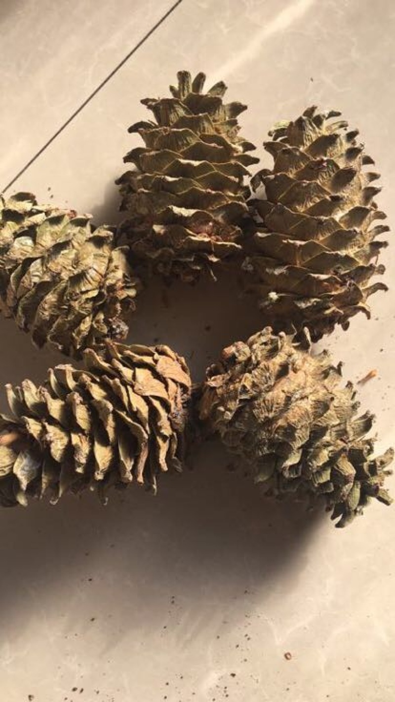 东北松子特级