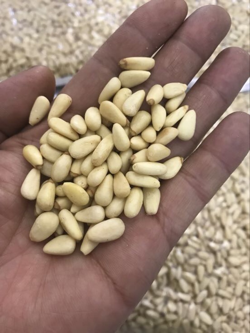 东北松子特级