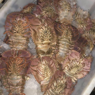琵琶虾食用冰鲜虾