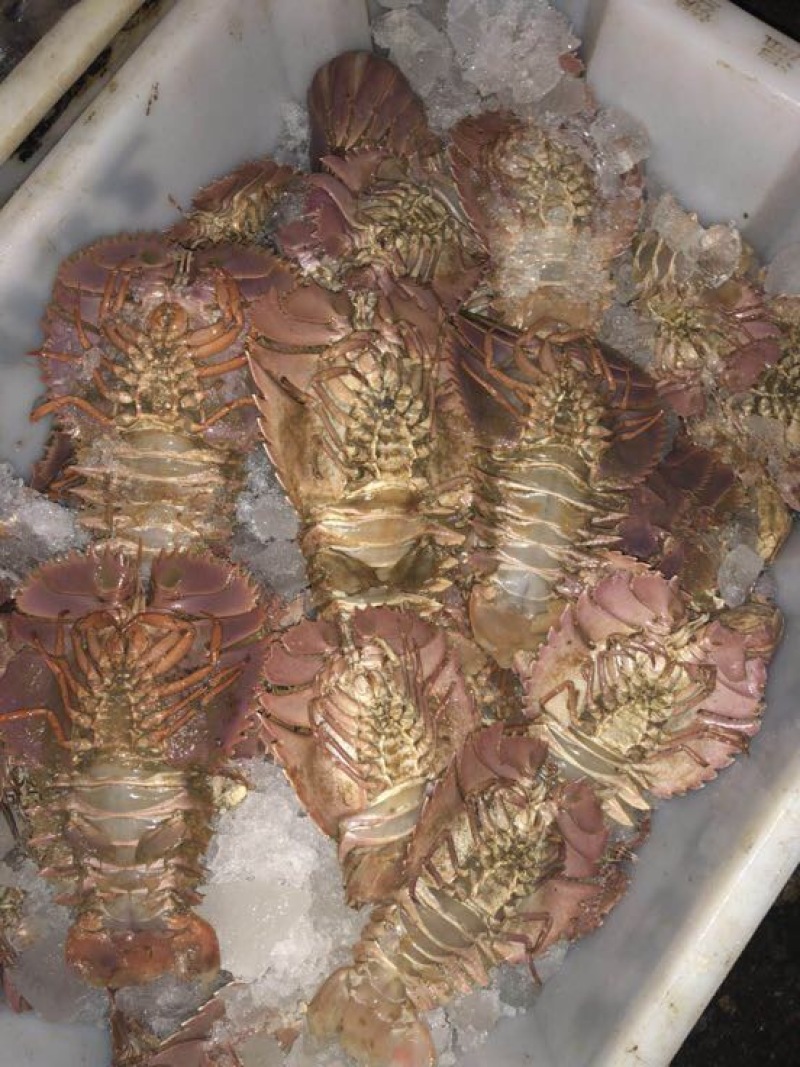 琵琶虾食用冰鲜虾