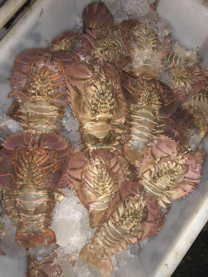 琵琶虾食用冰鲜虾