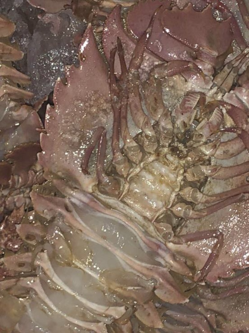 琵琶虾食用冰鲜虾