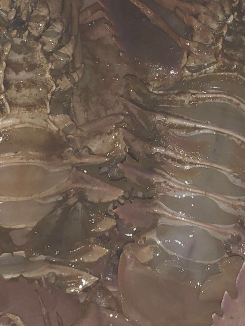 琵琶虾食用冰鲜虾