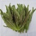 苦菊10~12cm