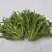 苦菊10~12cm